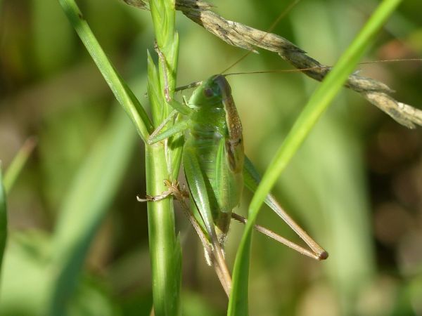 Decticelle bicolore 