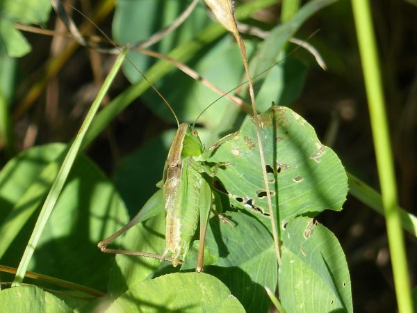 Decticelle bicolore 