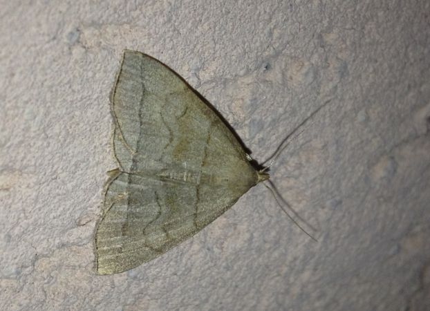 Herminia tarsicrinalis 