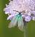 Adscita sp.  - Thomas Lux