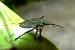 Pentatoma rufipes  - Jacques Thiriet