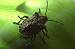 Pentatoma rufipes  - Jacques Thiriet
