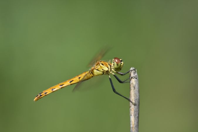 Sympétrum déprimé  - Vincent Batzenschlager