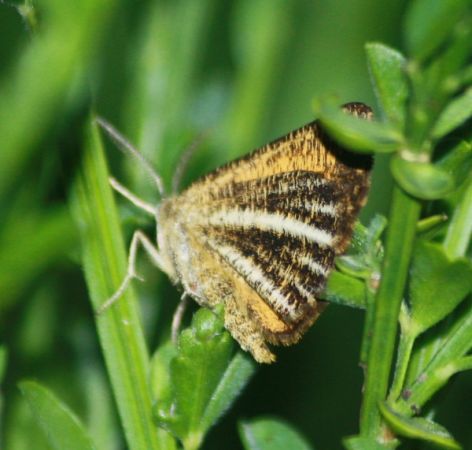Isturgia limbaria  - Thomas Lux