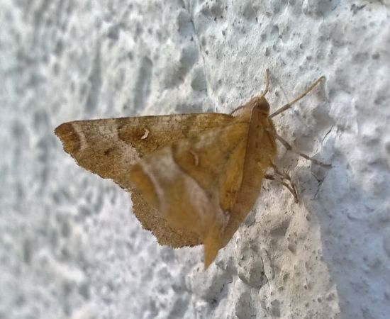 Selenia tetralunaria  - Thomas Lux