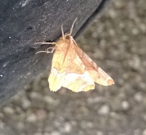 Selenia tetralunaria  - Thomas Lux