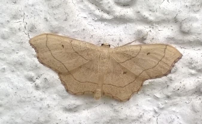 Idaea emarginata  - Thomas Lux