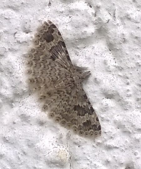 Alucita hexadactyla  - Thomas Lux