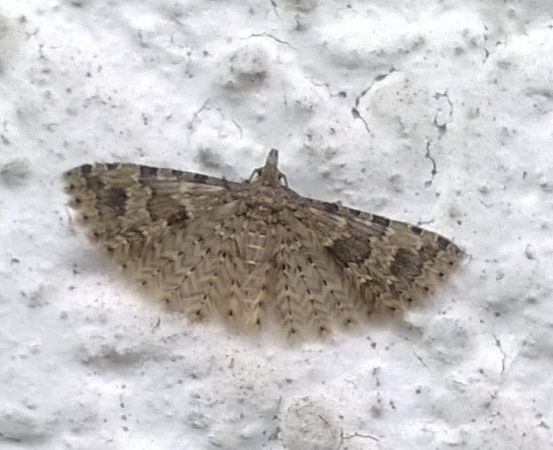 Alucita hexadactyla  - Thomas Lux