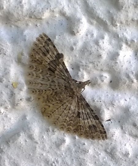 Alucita hexadactyla  - Thomas Lux