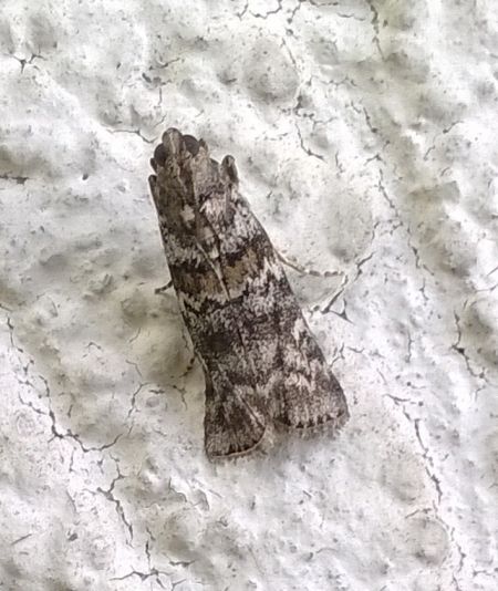 Dioryctria abietella  - Thomas Lux
