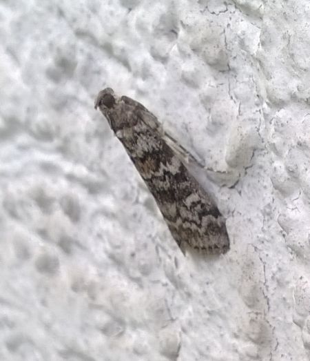 Dioryctria abietella  - Thomas Lux