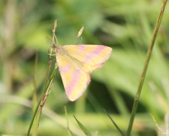 Lythria cruentaria  - Thomas Lux