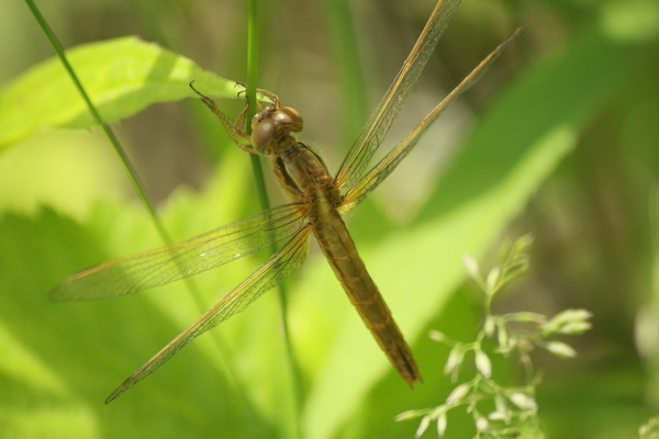 Crocothémis écarlate  - Thomas Lux
