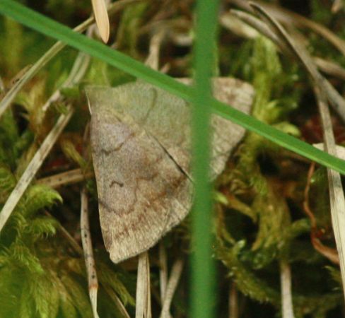 Zanclognatha lunalis  - Thomas Lux