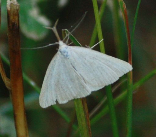 Polypogon tentacularia  - Thomas Lux