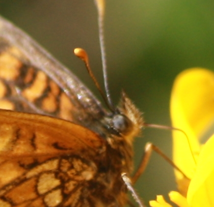 Melitaea indéterminé  - Thomas Lux