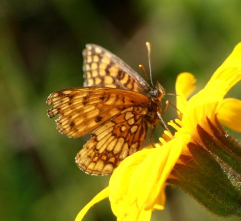 Melitaea indéterminé  - Thomas Lux