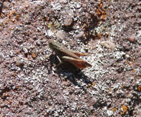 Criquet mélodieux  - Stéphane Stein