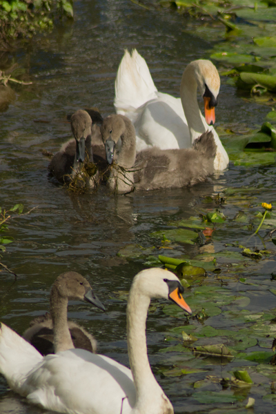 Cygne tuberculé  - Armelle Chapman
