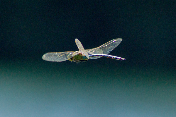 Anax empereur  - Armelle Chapman