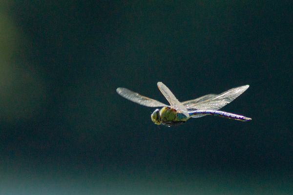Anax empereur  - Armelle Chapman