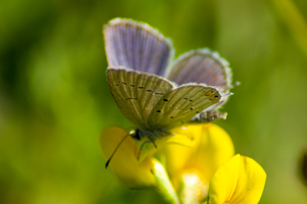 Azuré du trèfle  - Armelle Chapman