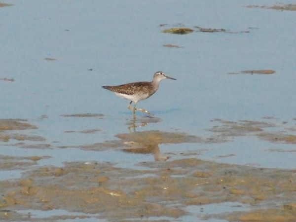 Wood Sandpiper  - Philippe Kippelen