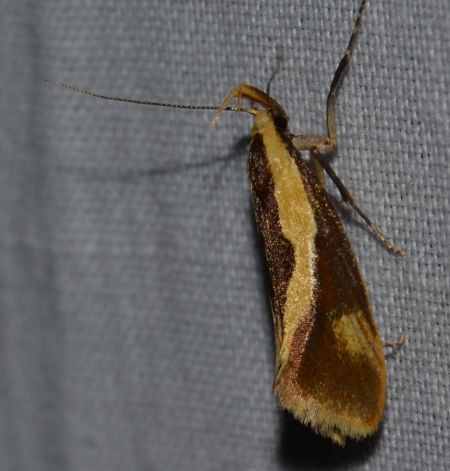 Harpella forficella 