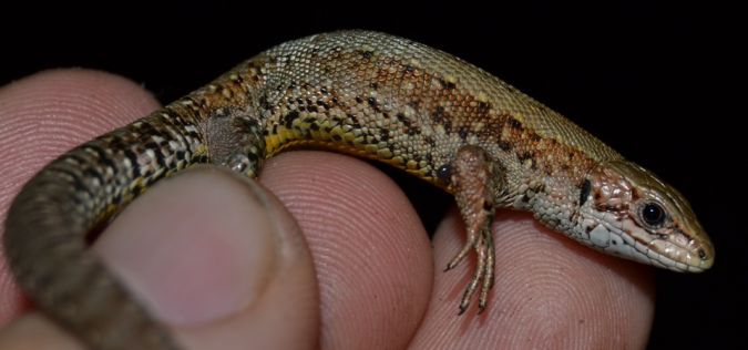 Lézard vivipare 