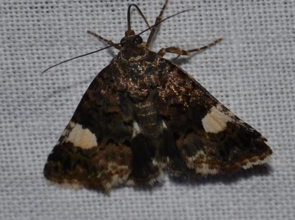Noctuelle en deuil 