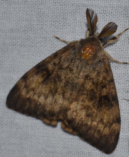 Bombyx disparate 