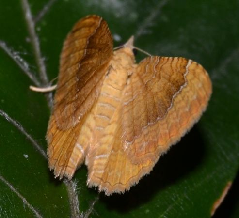 Brocatelle d'or 