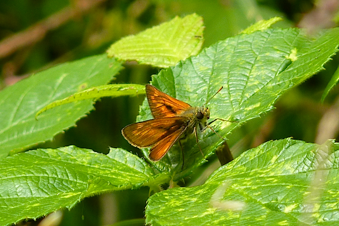 Large Skipper  - Jacques Thiriet
