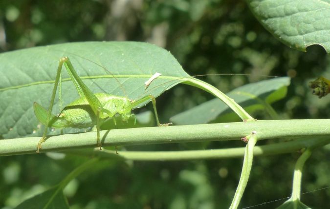 Leptophye ponctuée 
