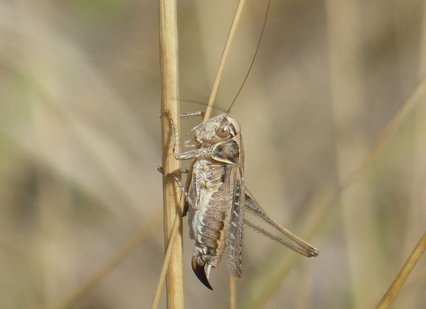 Decticelle carroyée 
