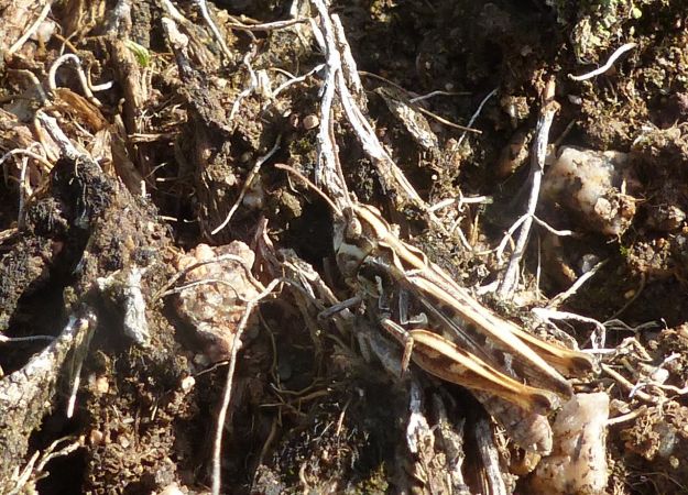 Mottled Grasshopper 