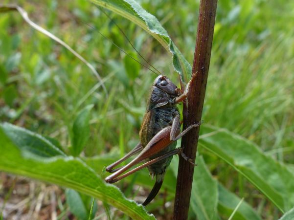 Metrioptera saussuriana 