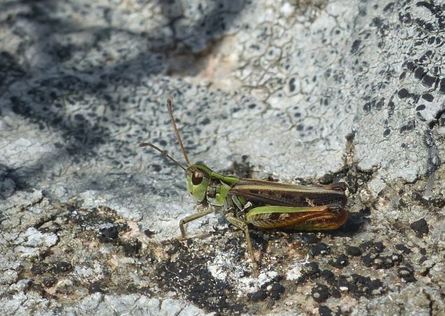 Mottled Grasshopper 