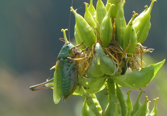 Wart-biter (Bush-cricket) 