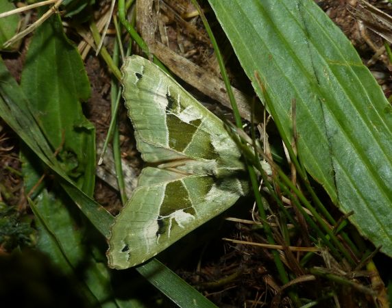Phlogophora scita 