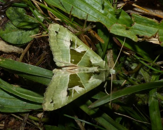Phlogophora scita 