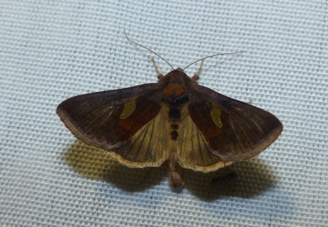 Autographa bractea 