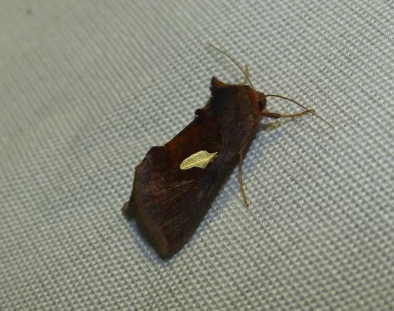 Autographa bractea 