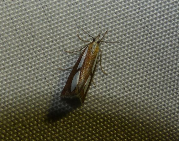 Catoptria pinella 