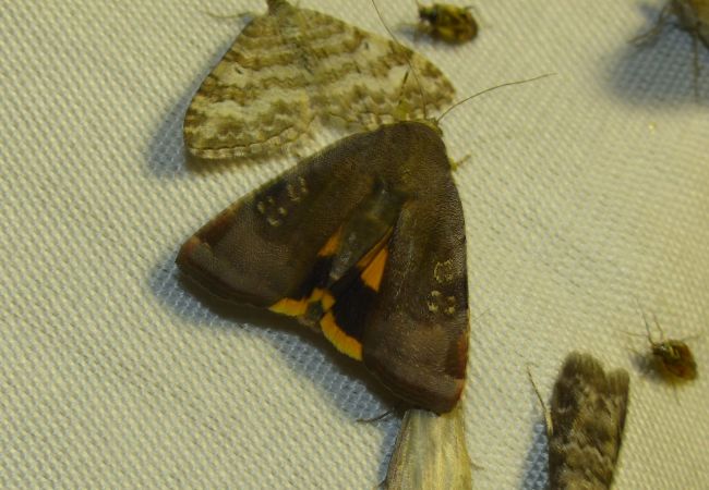 Collier soufré 