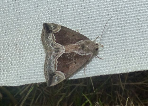 Hypena crassalis 