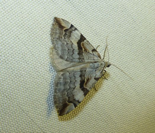 Aplocera praeformata 
