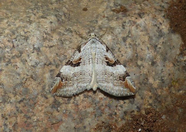Aplocera praeformata 