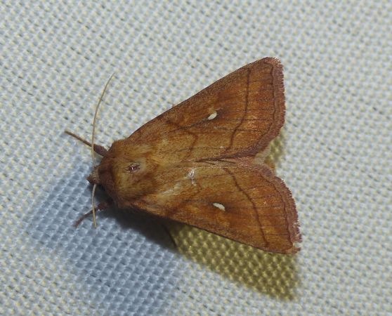 Mythimna conigera 